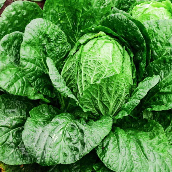 Hybrid%20Chinese%20Cabbage%20Seeds%2020%20Pieces%20(Premium%20Quality)%20-%20Image%204
