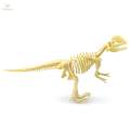 Dinosaur Skeleton Models Bones Figures for Festival. 