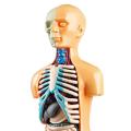 Human Body Torso Model Realistic Educational Toys Lab Kits Teaching Aids. 