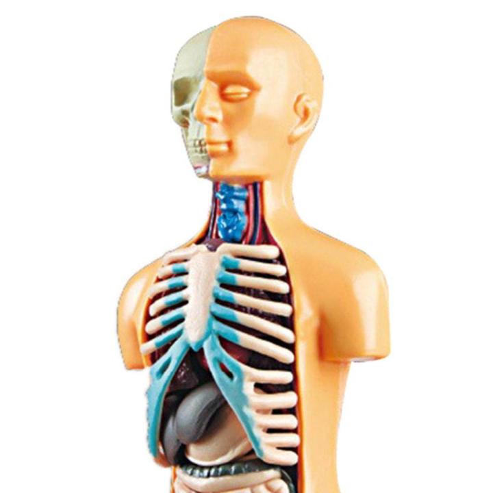 Human Body Torso Model Realistic Educational Toys Lab Kits Teaching Aids