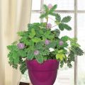 All Season Sensitive plant (Lojjaboti) Tree seeds 5 piece. + gift. 