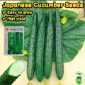 High Germination Best Quality Green Cucumber Seed F1 Hybrid Intake Paket Seeds. 