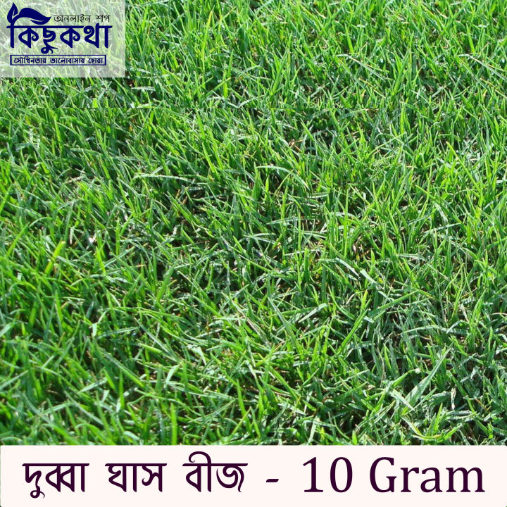 Dubba Grass Seed - 10 gm - দূর্বা ঘাসের বীজ ১০ গ্রাম বা প্রায় ৪০০০+ টি বীজ