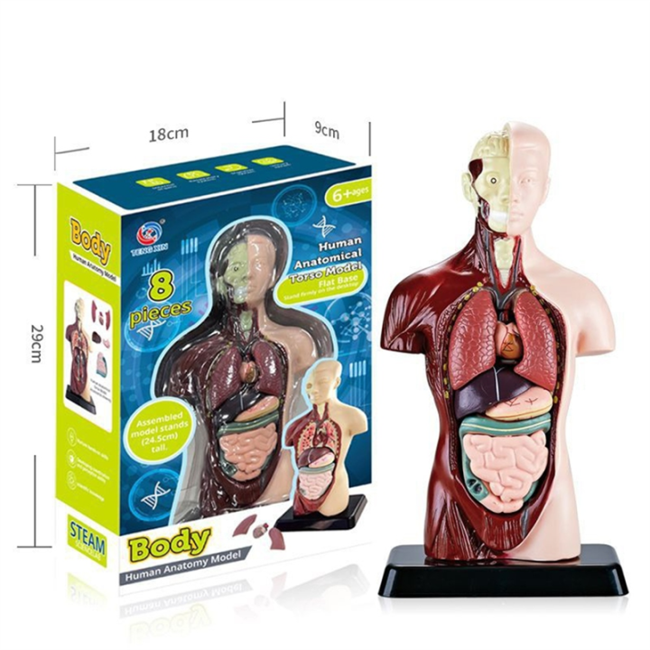 Human%20Body%20Model%20with%207%20Removable%20Organ%20Models,Educational%20Organ%20Anatomy%20Model%20for%20Biological%20Science%20Learning%20-%20Image%208