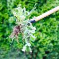 2X Weeder the Stand Up Weed Puller Tool Claw Weeder Root Remover Outdoor Killer Tool with Foot Pedal. 