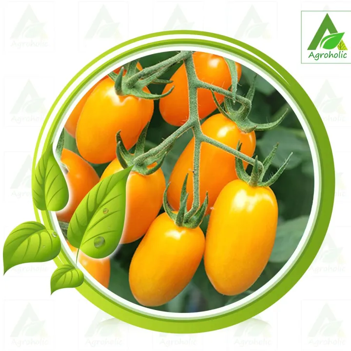 Hybrid (F1) Yellow Cherry টমেটো Seed (Imported) - 20 Seed