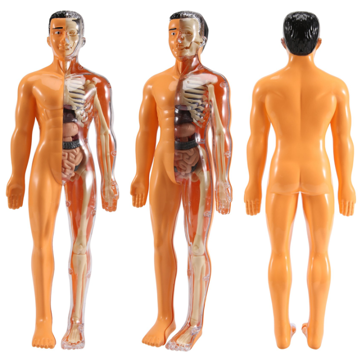 3D%20Human%20Body%20Anatomy%20Model%20Plastic%20DIY%20Skeleton%20Science%20Aids%20Toys%20-%20Image%203