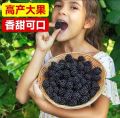 20+ Pcs Giant Black Red Raspberry Bonsai Garden Fruit Plant Seeds.