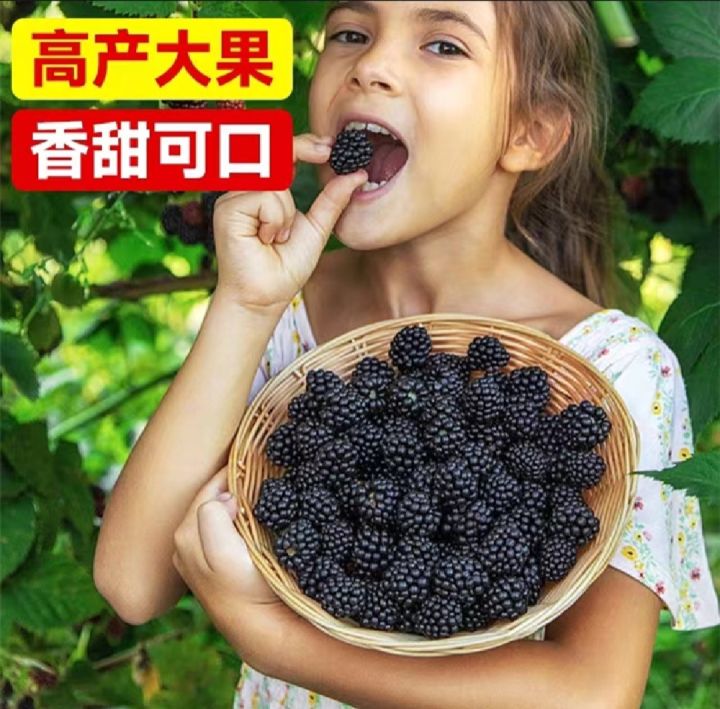 20+ Pcs Giant Black Red Raspberry Bonsai Garden Fruit Plant Seeds