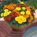 গাদা ফুল/ Marigold  Seed - 15/30 pcs - Mixed Color Hybrid - গাদা ফুলের বীজ মিক্সড কালার হাইব্রিড বীজ. 