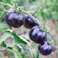 Black Color Tomato Seeds 12 Pice + gift.