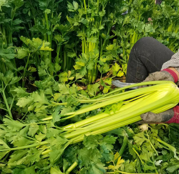 100%25%20Original%20Biji%20Benih%20Saderi%20Crispy%20Celery%20Seeds%20for%20Sale%20(Fresh%20500pcs%20Seeds)%20-%20Image%203