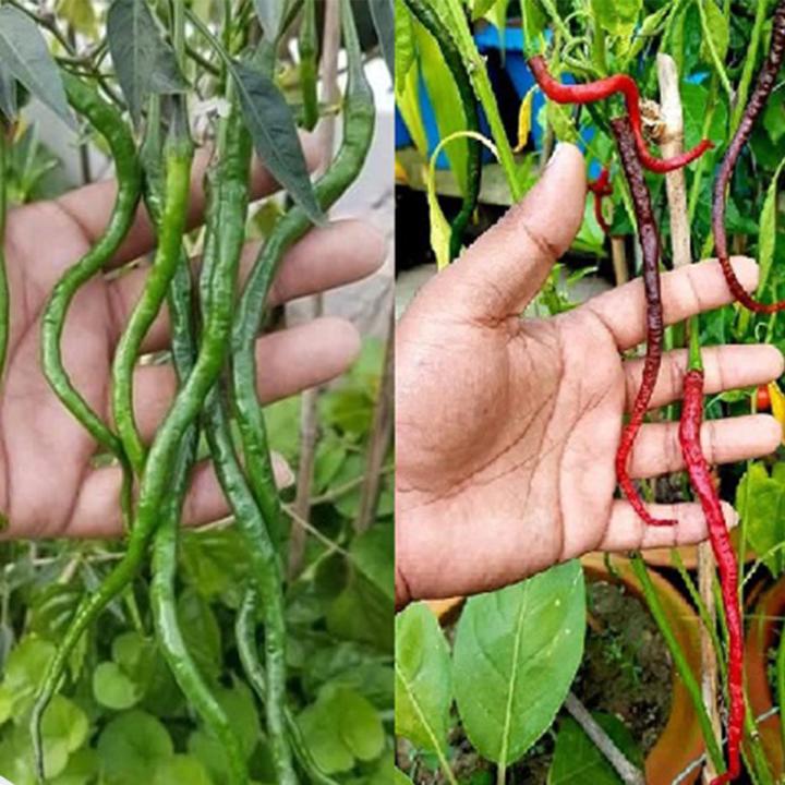 Capai Kopai Chili Seed - 20pcs Seed For All Season Hybrid Seed | Daraz ...