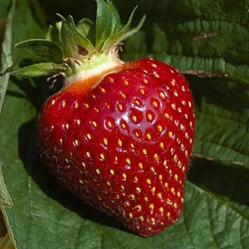 Red%20Color%20Hybrid%20Strawberry%20Seeds%2020%20pics%20+%20Gift%20-%20Image%204