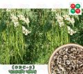Baromashi Sojina ODC-3 (Moringa) Seed - 5 Seeds. 