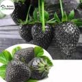 Black Strawberry Seeds(???? ????????? ???) - 30 Pcs Seeds. 