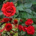 All Season Organic Red Coloer Roses Flower Seeds 20 Pcs Seeds. 