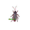 3 pcs x Australian Simulation Plastic Cockroach Toy Realistic Prank Funny Trick Insect Toys. 