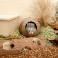 Coconut Hut Hamster House Bed for Gerbils Mice Small Animal Cage Habitat Decor.