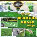Hybrid Bermuda Grass Seed 100 gm (Imported). 