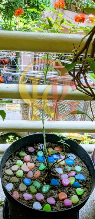 Artificial%20Luminous%2050pcs%20Stone,%20Radium%20Stone,%20Glow%20in%20the%20Dark%20Fluorescent%20Pebbles%20Aquarium%20Fish%20Tank%20and%20Tree%20Tub%20Decorative%20Stones%20by%20OHG%20-%20Image%204