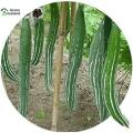 Organic Chichinga/Kushi Seeds (???????) -10 Pcs Seeds. 
