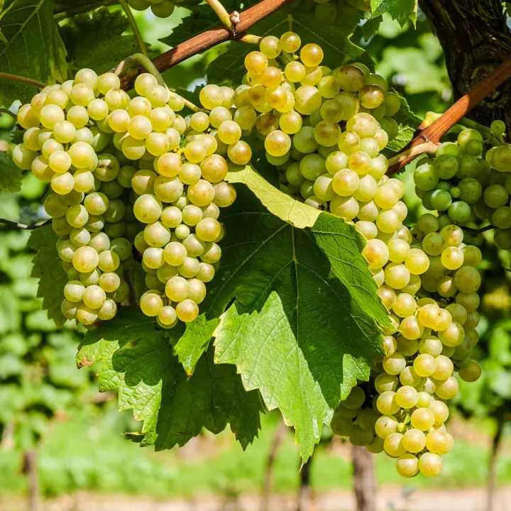 Easy%20to%20grow%20Sweet%20climbing%20Green%20Grape%20Seeds%20-20%20Pcs%20Seeds%20-%20Image%206