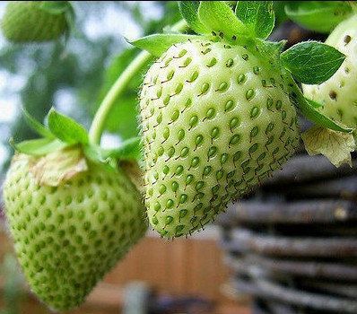 Global%20Green%20Strawberry%20Fruit%20Seeds%20-%2020%20Pcs%20Seeds%20-%20Image%204