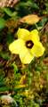 Mesta Joba Flowers Seeds 15 Pis (Multicolor Flowers Seeds). 