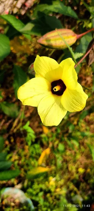 Mesta%20Joba%20Flowers%20Seeds%2015%20Pis%20(Multicolor%20Flowers%20Seeds)%20-%20Image%205