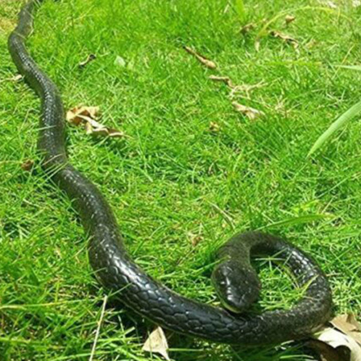 GC%20Fake%20Realistic%20Snake%20Lifelike%20Real%20Scary%20Rubber%20Toy%20Prank%20Party%20Joke%20Halloween%20-%20Image%204