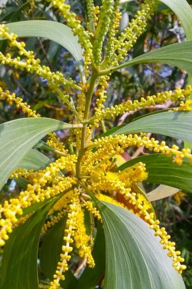 Akashmani%20Tree%20Seeds%20-30%20Pcs%20seeds%20-%20Image%203