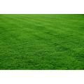 Lawn Grass (Carpet Grass) Seed / Seed- 200 PCS Seeds.