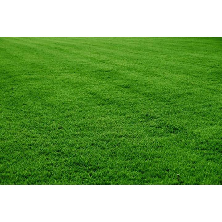 Lawn Grass (Carpet Grass) Seed / Seed- 200 PCS Seeds