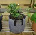 Premium Quality GEO Bag 5 Gallon (Dia 12" Hight 9.5") -1 PCS / Plant Grow Bags, Synthetic Pot. 