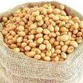 Soybean Seeds/ Soybean Bichi/Bij-  500 gm. 