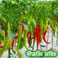 All Season Bijlee Chili Seeds 60 Pices/Hot Chili/Chili Seeds. 