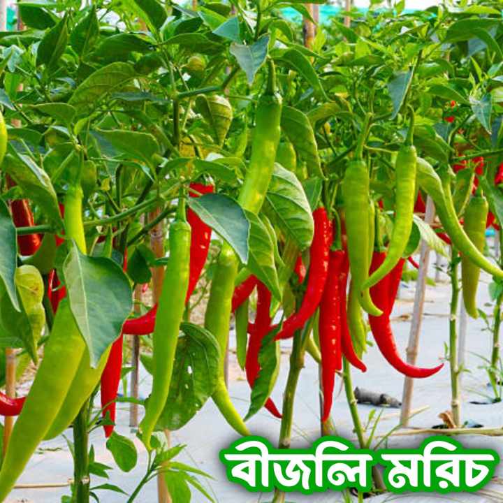 All Season Bijlee Chili Seeds 60 Pices/Hot Chili/Chili Seeds