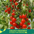 Red Cherry Tomato - 20 Seeds.