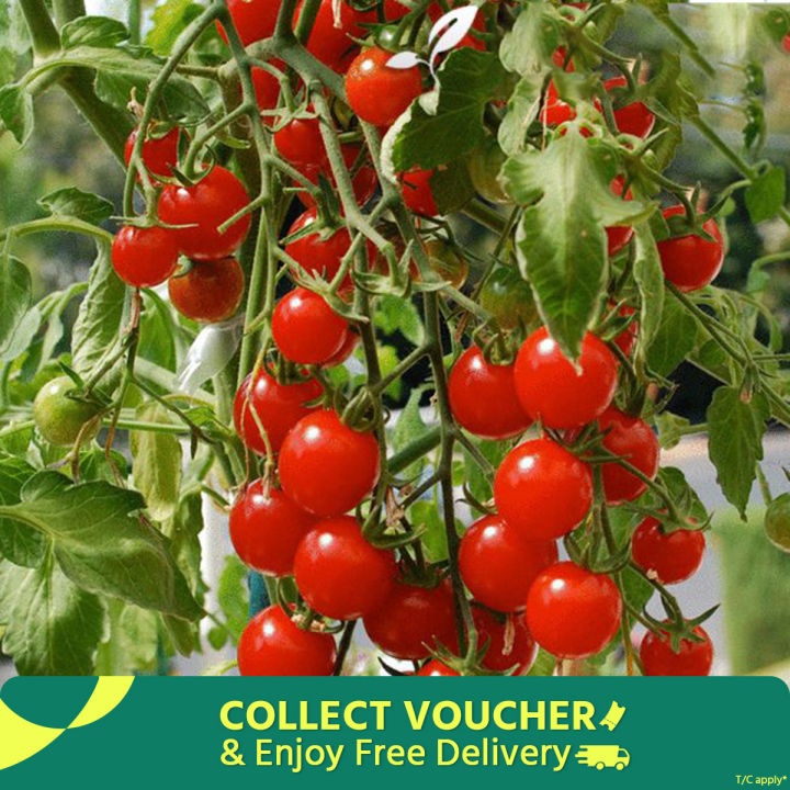 Red Cherry Tomato - 20 Seeds