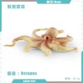 Baby Montessor Simulated Ocean belemnite Octopus Squid Animal Model Educational Toy For Children Gifts. 