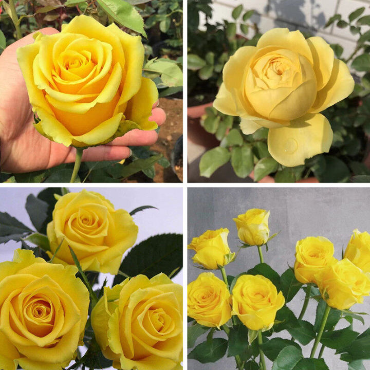 Yellow%20Color%20Rose%20Seeds%20-%2030%20Pcs%20Seeds%20(Global%20Seed)%20-%20Image%202