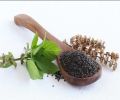 Indispensable - Fresh Green Holy Basil (Tulsi Plant) seeds - 40 Pieces for Holistic Health and Wellness - Tools, DIY & Outdoor. 