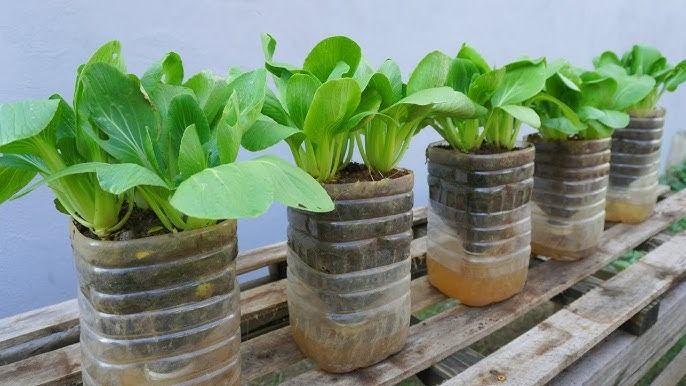 Bok%20Choy%20Seed%20-%20%2005/10%20gm%20Seed%20of%20Pok%20choy%20Bati%20Shak%20Seed%20-%20%E0%A6%AA%E0%A6%95%20%E0%A6%9A%E0%A7%9F%20%E0%A6%AC%E0%A6%BE%20%E0%A6%AC%E0%A6%BE%E0%A6%9F%E0%A6%BF%20%E0%A6%B6%E0%A6%BE%E0%A6%95%E0%A7%87%E0%A6%B0%20%E0%A6%AC%E0%A7%80%E0%A6%9C%20-%20Image%207