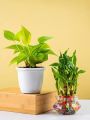 Money Plant + Lucky Bamboo Combo Pack (Without vase). 