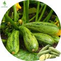 Zucchini Squash Seeds - 10 Pcs Seeds(Global Seeds). 
