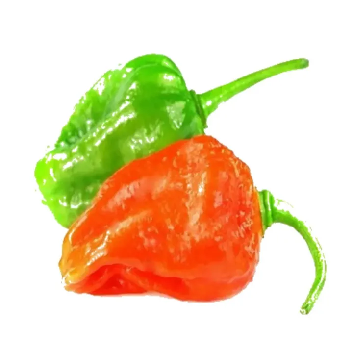 All%20season%20Bombai%20Moric%20seeds%2020%20%20pice%20+%20gift%20-%20Image%203