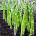 Global Asparagus Vegetable Seeds - 15 pcs Seeds. 