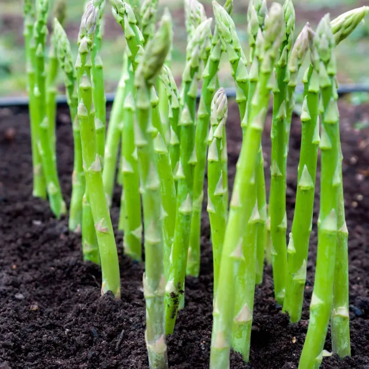 Global%20Asparagus%20Vegetable%20Seeds%20-%2015%20pcs%20Seeds%20-%20Image%202