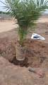 (সৌদি খেজুরের বড় চারা)big tree Tissue culture seedlings of Saudi dates Mary saplings Tree height: 1.5 feet feet Yield will come after 20 months..